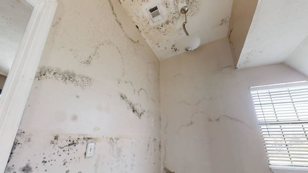 Mold Odor Removal Services in Tubac, AZ